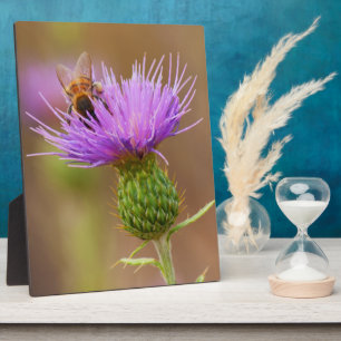 Placa Expositora Abeja Ocupada Sobre El Tístol Morado