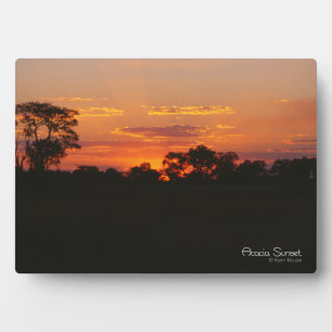 Placa Expositora Acacia Sunset