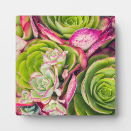 Placa Expositora Aeonium