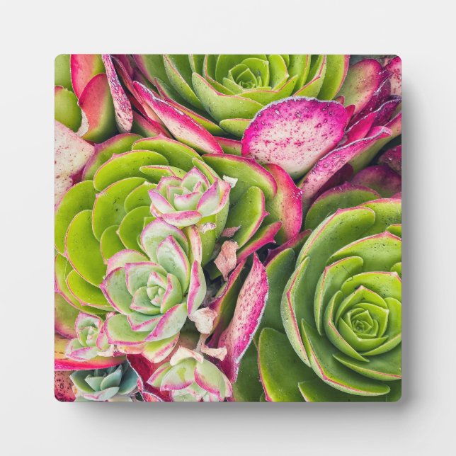 Placa Expositora Aeonium (Frente)