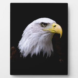 Placa Expositora Águila