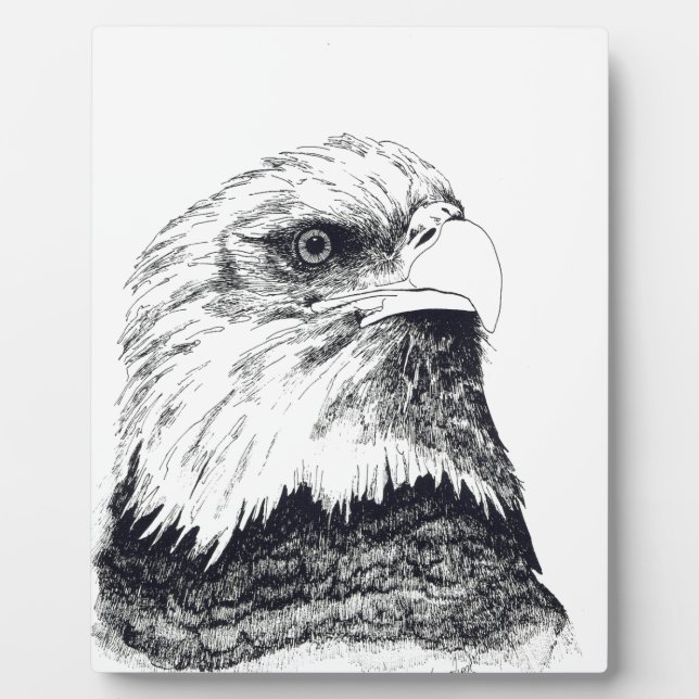 Placa Expositora Águila calva americana (Frente)