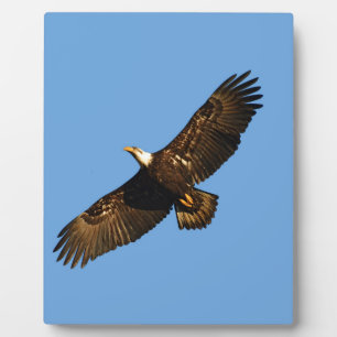 Placa Expositora Águila Calva en Vuelo 2