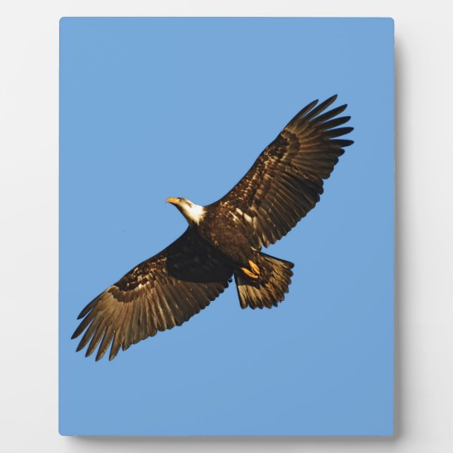 Placa Expositora Águila Calva en Vuelo 2 (Frente)