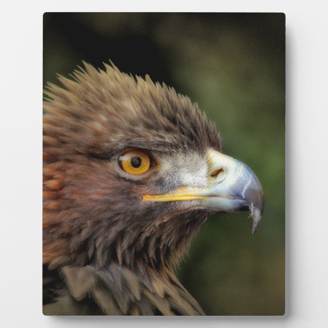 Placa Expositora águila dorada (Frente)