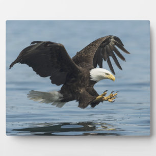 Placa Expositora Águila sobre aproximación