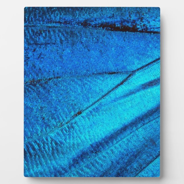 Placa Expositora Ala de mariposa azul irlandés (Frente)