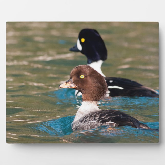 Placa Expositora Alert Goldeneye (Frente)