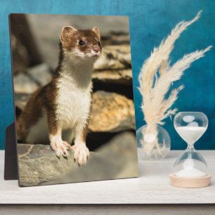 Placa Expositora Alert Weasel