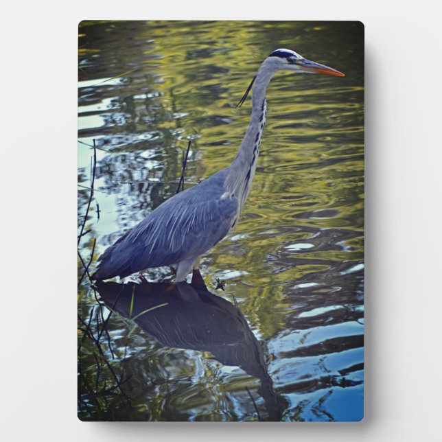 Placa Expositora Alimentación de garza en la estantería de RHS Wisl (Frente)