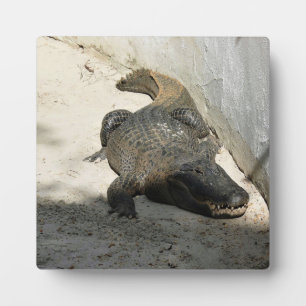 Placa Expositora Alligator, Fort Lauderdale, Florida