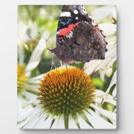 Placa Expositora Almirante Mariposa en Flor