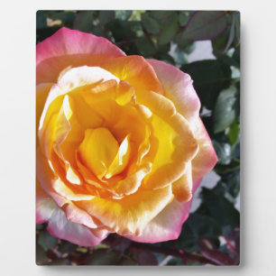 Placa Expositora amarillo y rosa