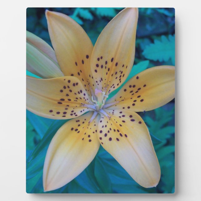 Placa Expositora American Tiger Lily (Frente)