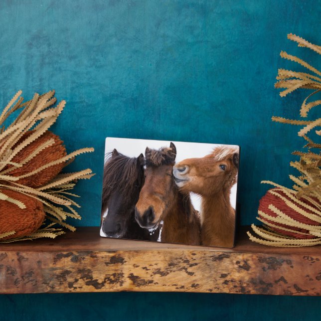 Placa Expositora Amigos islandeses del caballo, Islandia (Lado)