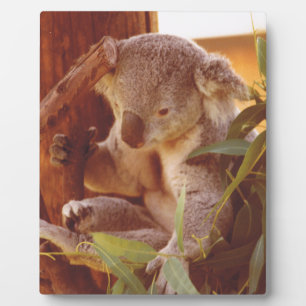 Placa Expositora Amor de Koala