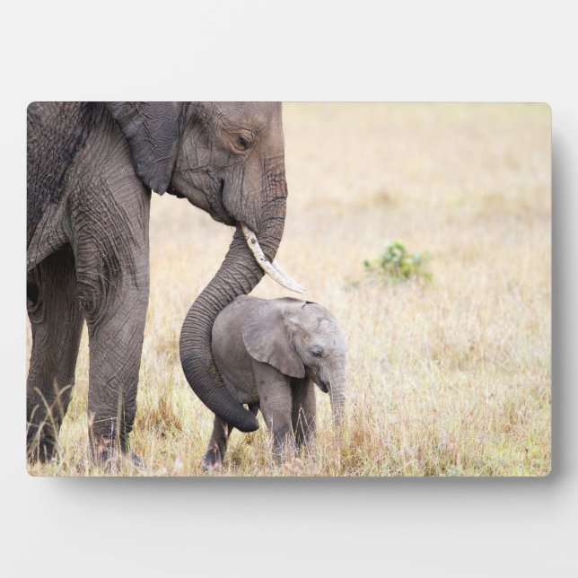 Placa Expositora Amor maternal (Frente)