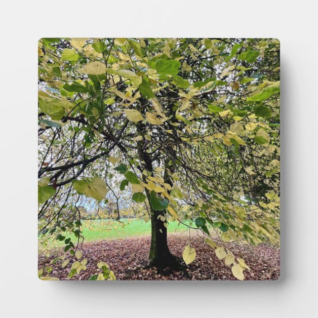 Placa Expositora An autumn walk (Frente)