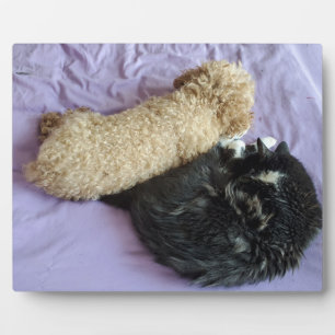 Placa Expositora Añadir tus fotos Mascotas lindas o divertidas