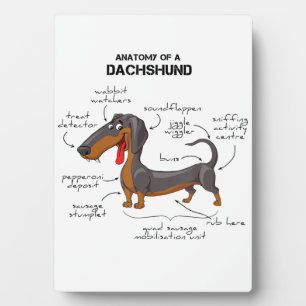 Placa Expositora Anatomía De Un Dachshund - Perro Gracioso