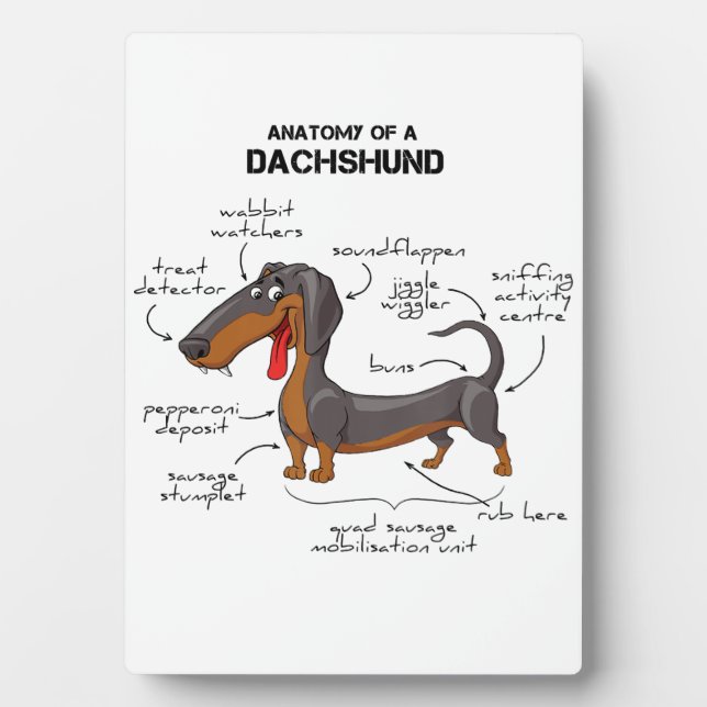 Placa Expositora Anatomía De Un Dachshund - Perro Gracioso (Frente)