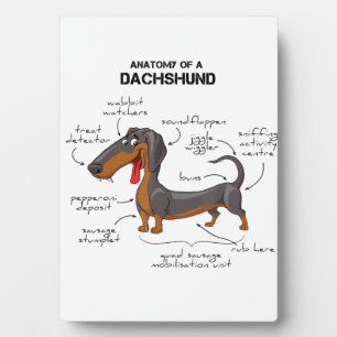 Placa Expositora Anatomía De Un Dachshund - Perro Gracioso
