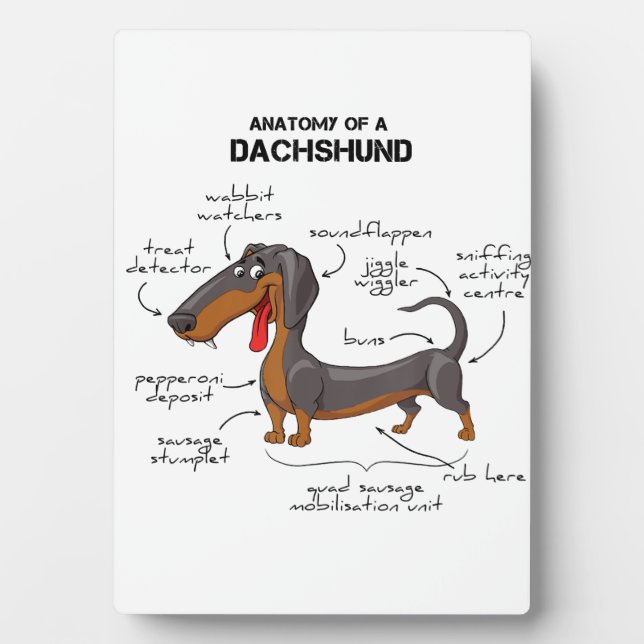 Placa Expositora Anatomía De Un Dachshund - Perro Gracioso (Frente)
