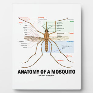 Placa Expositora Anatomía De Un Mosquito (Entomología)