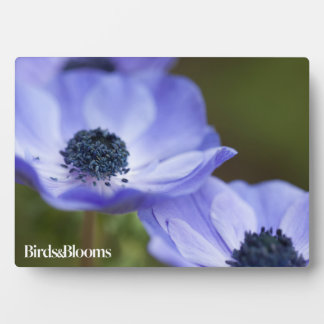Placa Expositora Anemone azul