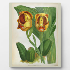 Placa Expositora Anguloa Ruckerii Sanguine Lindenia Orquid