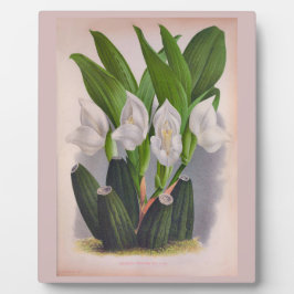 Placa Expositora Anguloa Uniflora Lindenia