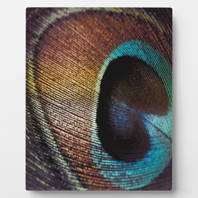 Placa Expositora Antiguo Hues Peacock Feather Eye (Frente)