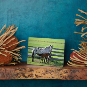 Placa Expositora Apaloosa Mare y Caballos de Colt