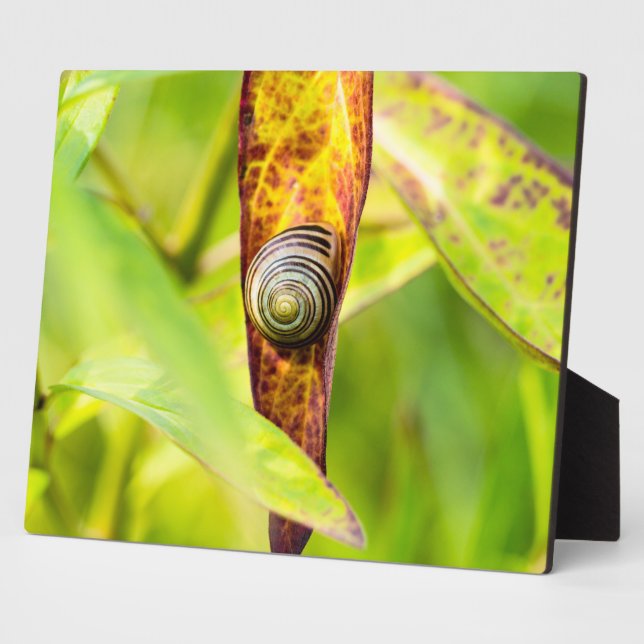 Placa Expositora apego (Lado)