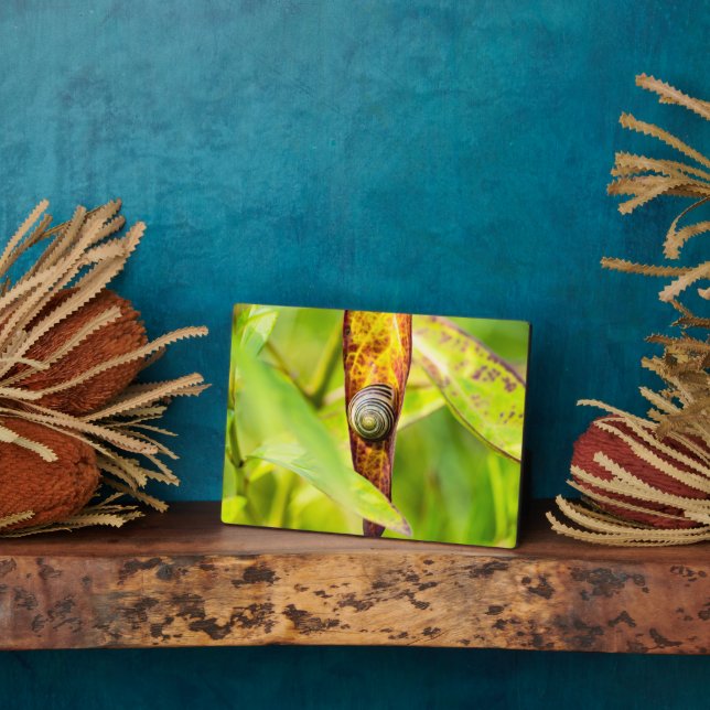 Placa Expositora apego (Lado)