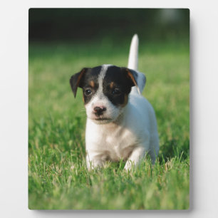 Placa Expositora Apertura de Jack Russell Terrier