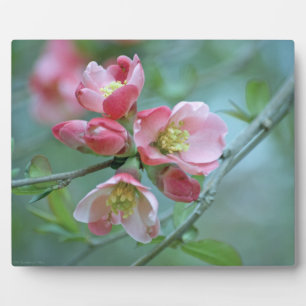 Placa Expositora Apple Blossom #P0356 Plaque