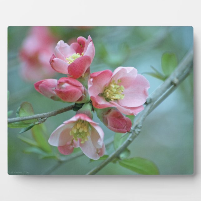 Placa Expositora Apple Blossom #P0356 Plaque (Frente)