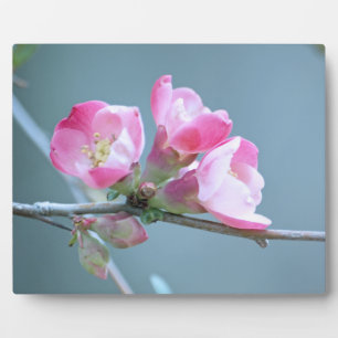 Placa Expositora Apple Blossom #P0358 Plaque