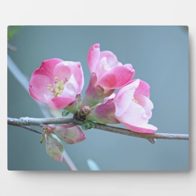 Placa Expositora Apple Blossom #P0358 Plaque (Frente)