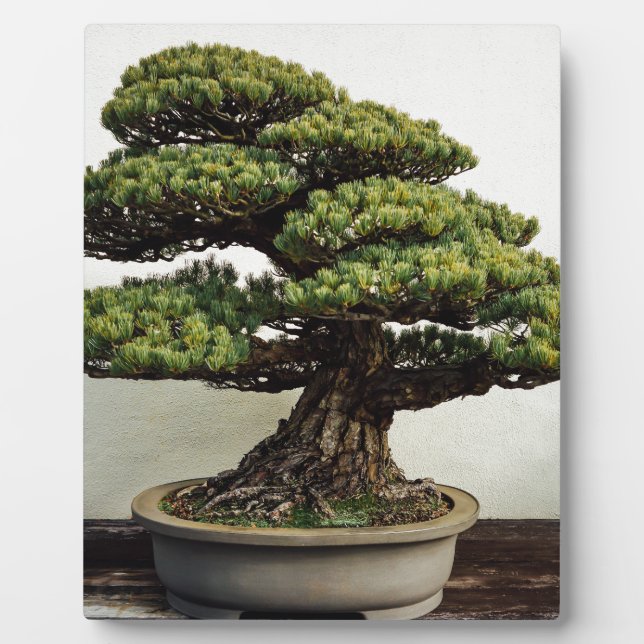 Placa Expositora Árbol Bonsai De Pino Blanco Japonés (Frente)