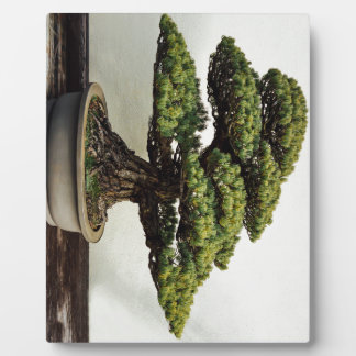 Placa Expositora Árbol Bonsai De Pino Blanco Japonés