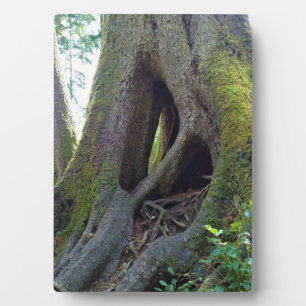 Placa Expositora Árbol catedral, Astoria, Oregón