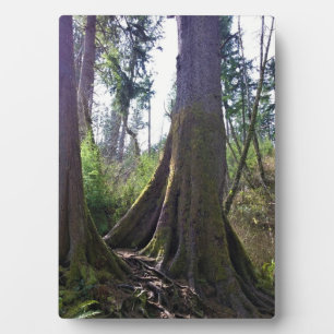 Placa Expositora Árbol catedral, Astoria, Oregón