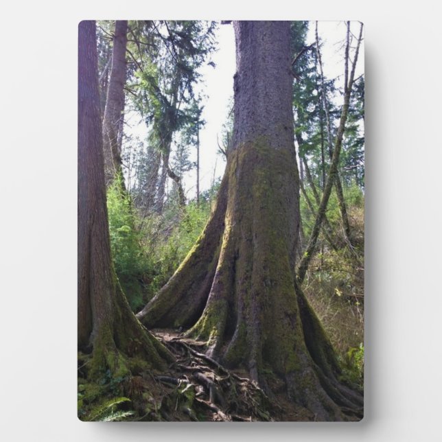 Placa Expositora Árbol catedral, Astoria, Oregón (Frente)