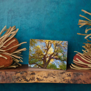 Placa Expositora Árbol de algodón   Parque nacional de los arrecife