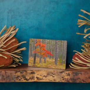 Placa Expositora Árbol de arce con colores otoñales