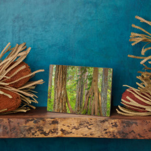 Placa Expositora Árbol de Cedro Rojo Occidental   Estado de Washing