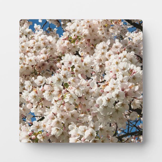 Placa Expositora Árbol de cerezo en flor, Oregón (Frente)