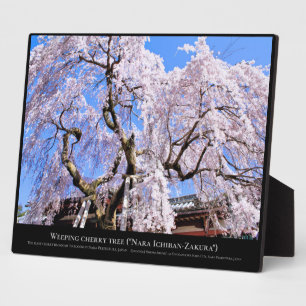 Placa Expositora Árbol de cerezo llorón ("Nara Ichiban-Zakura")